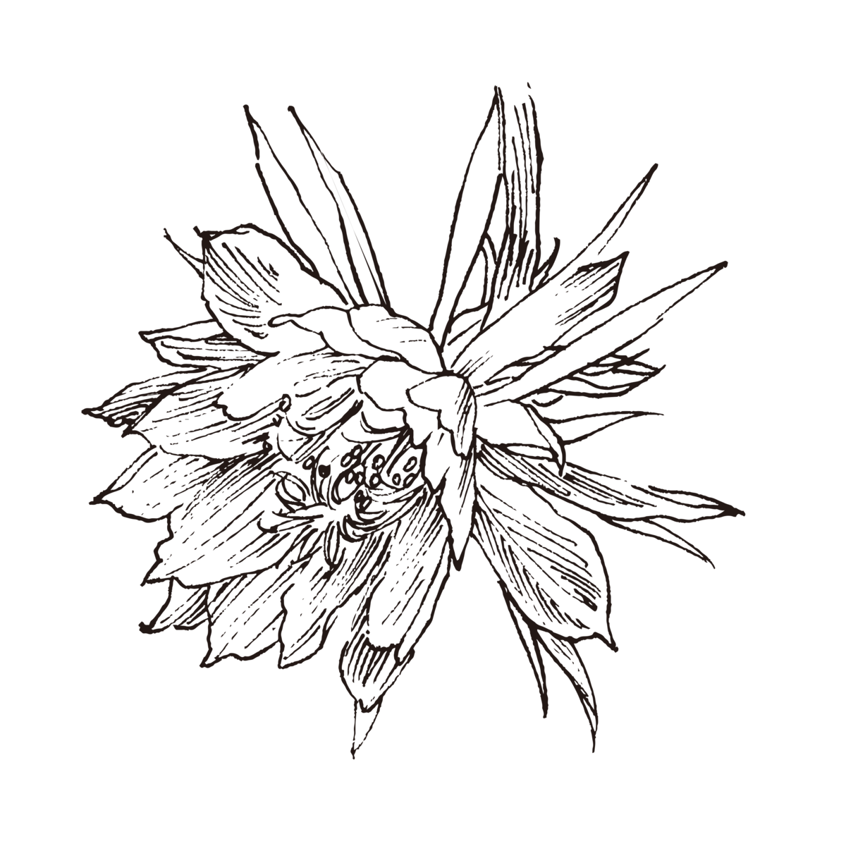 草药植物花卉矢量素材(2).eps