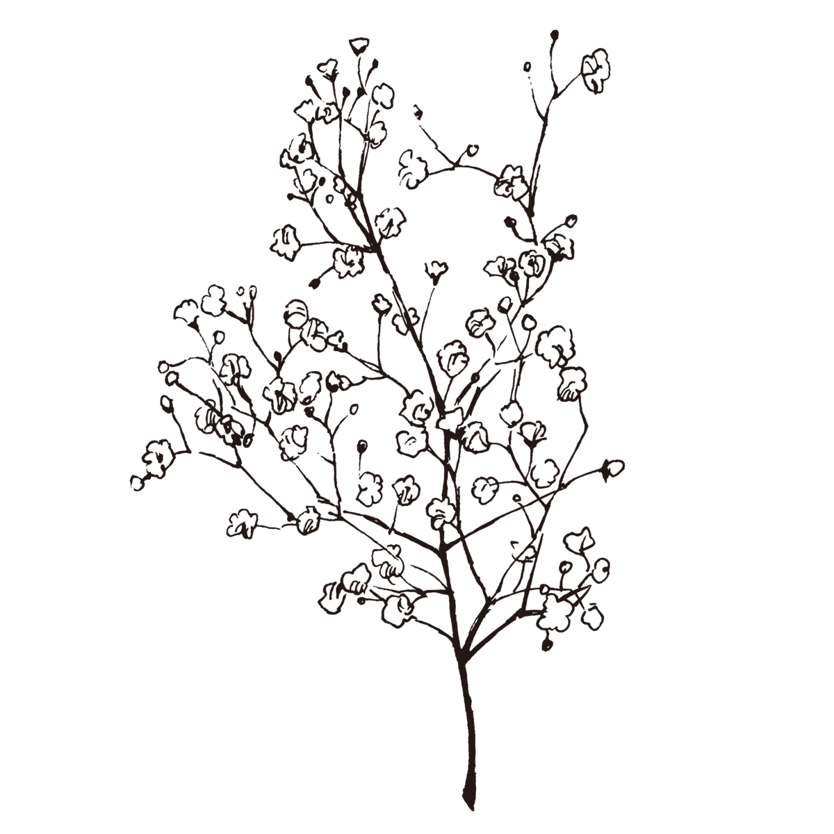 草药植物花卉矢量素材(50).eps