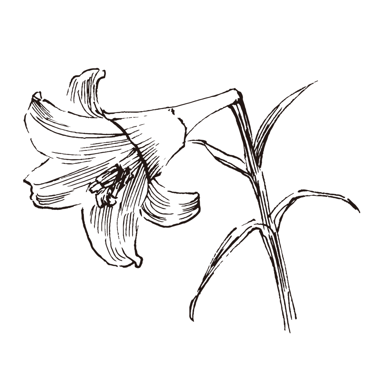草药植物花卉矢量素材(2).eps