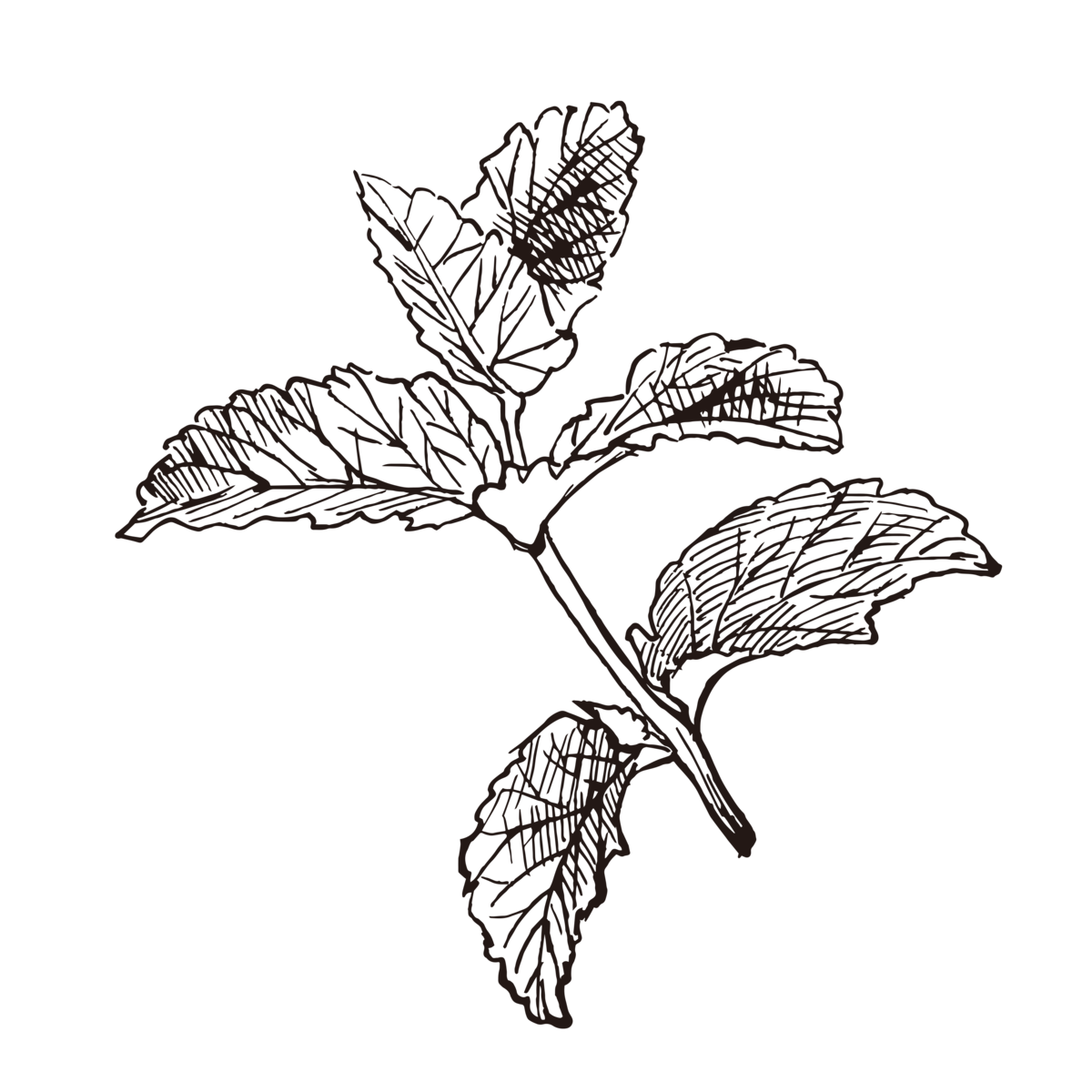 草药植物花卉矢量素材(2).eps