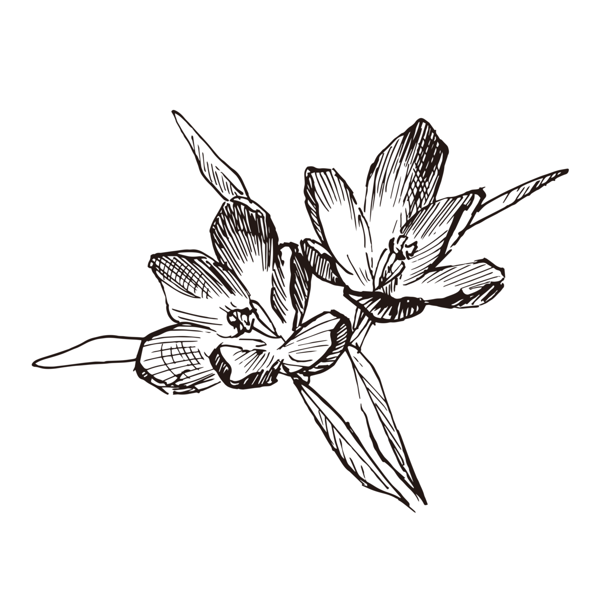 手绘本草元素(2).eps