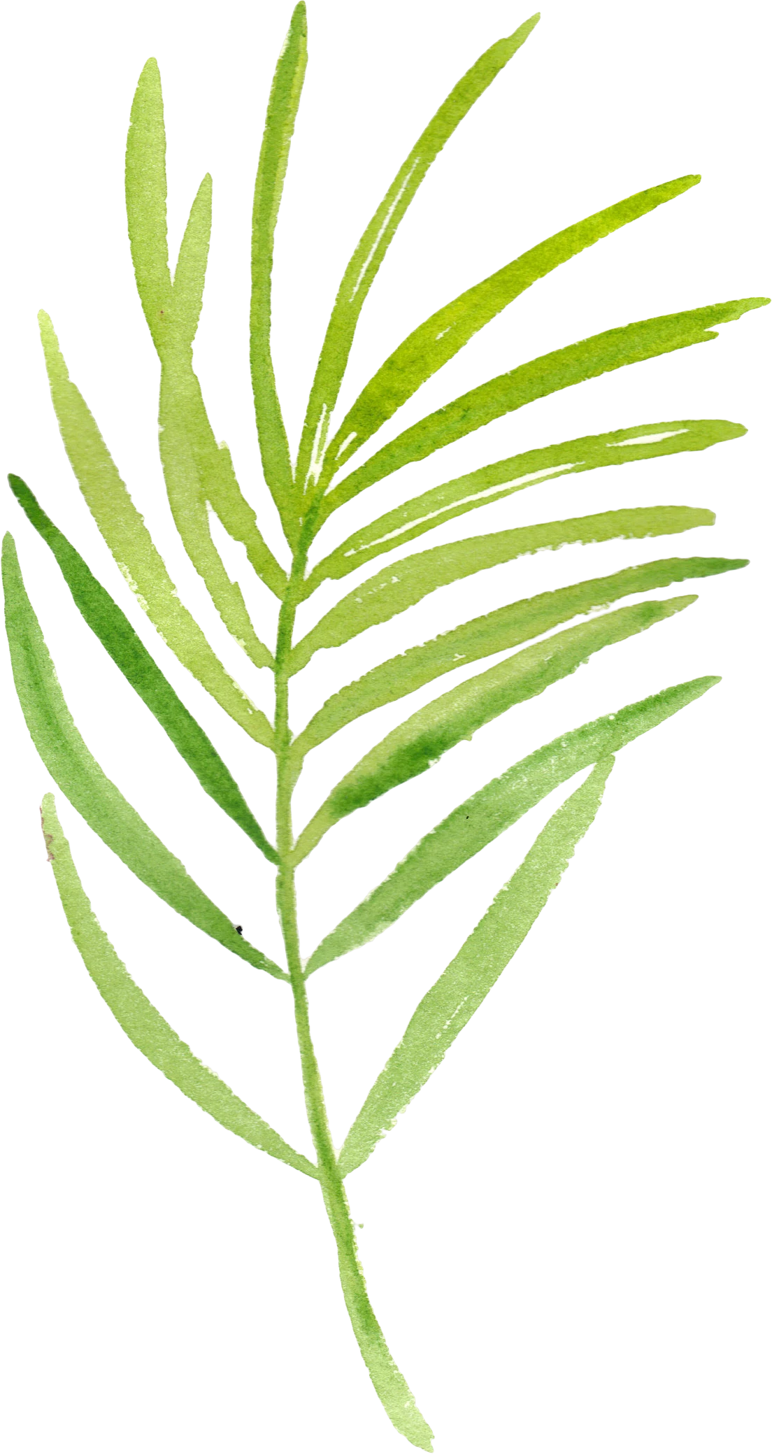 水彩绿植园艺叶子简约清新植物花卉矢量设计元素(49).png图片