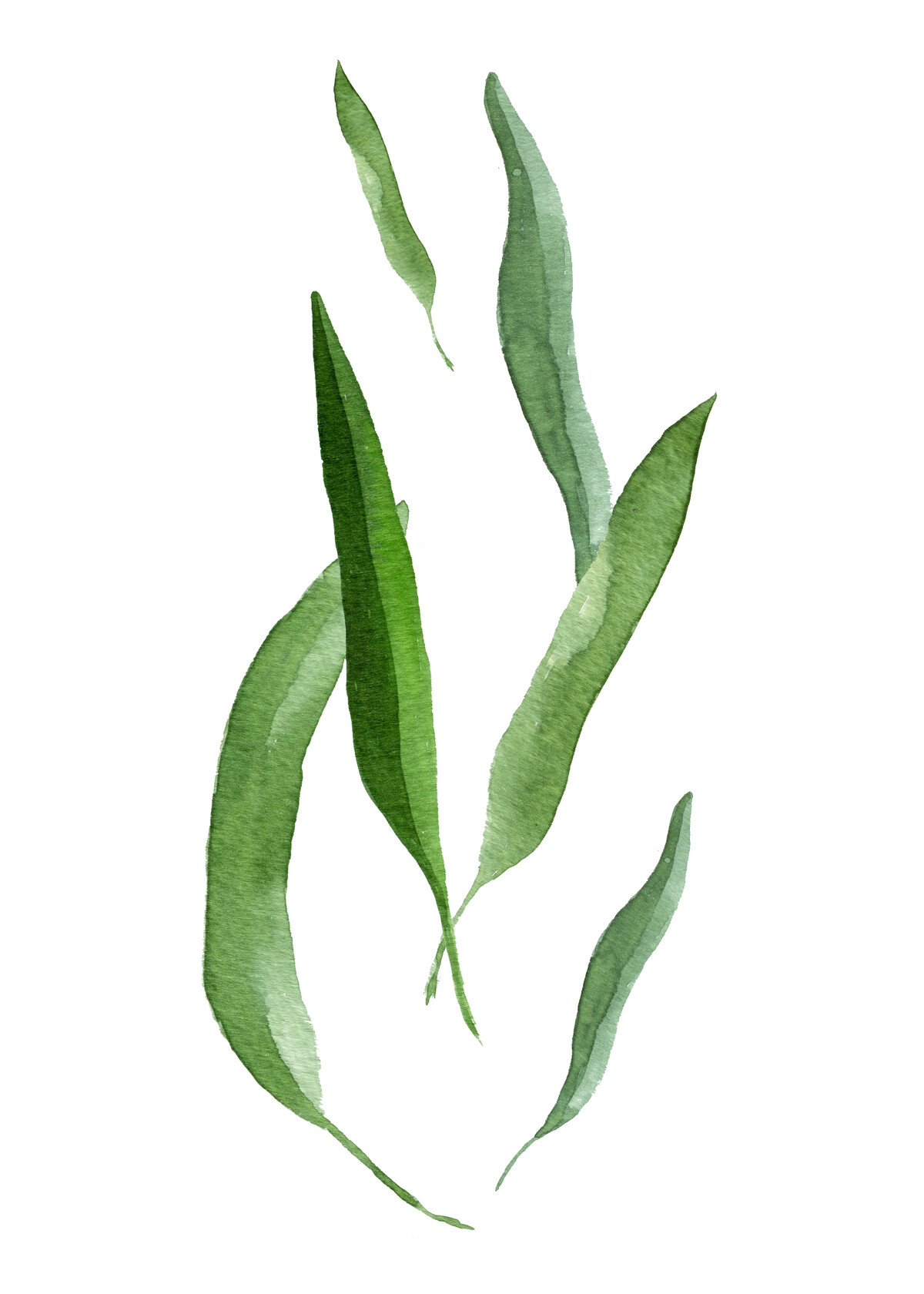 水彩绿植仙人掌园艺叶子简约清新植物花卉插画设计元素(22).jpg图片