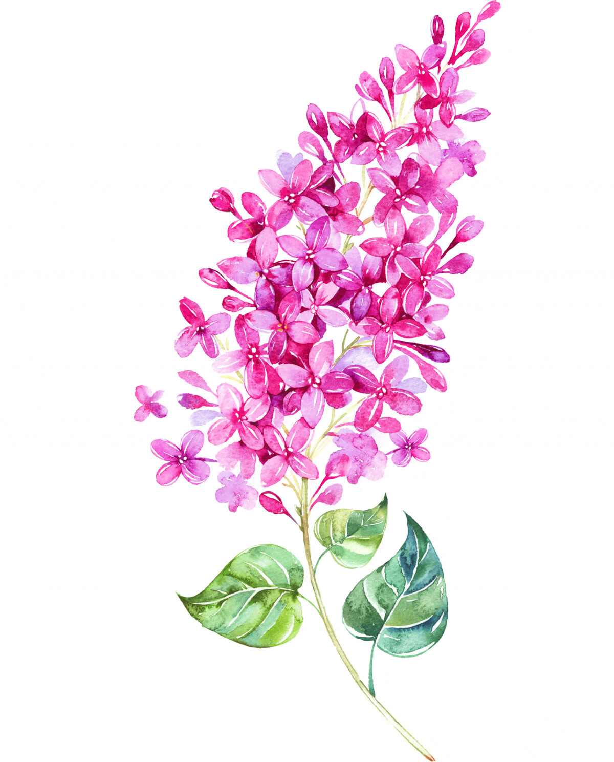 水彩绿植仙人掌园艺叶子简约清新植物花卉插画设计元素(2).tif