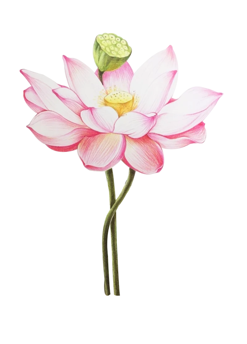 中国古风工笔画牡丹梅花鹿孔雀鸟花卉荷花PNG免抠PS后期素材模板(1)