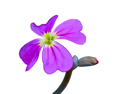 鲜花菊花兰花荷花月季郁金香白花玫瑰蒲公英彩色透明元素花朵大图(4).png图片