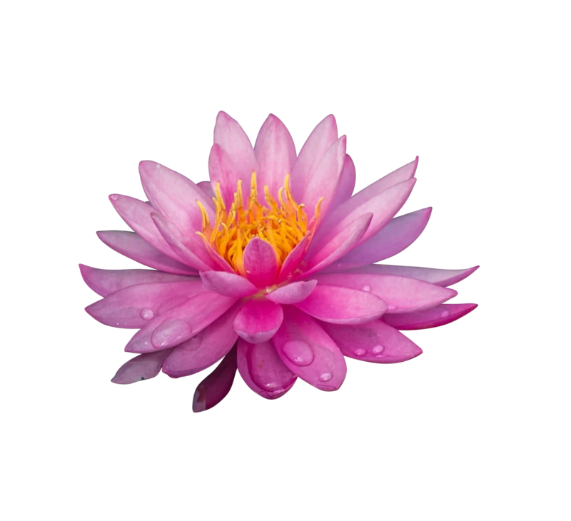 彩色多彩鲜花透明元素贴图PNG免抠植物花朵花卉大图(6)