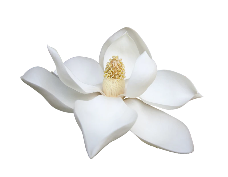 彩色多彩鲜花透明元素贴图PNG免抠植物花朵花卉大图(3)
