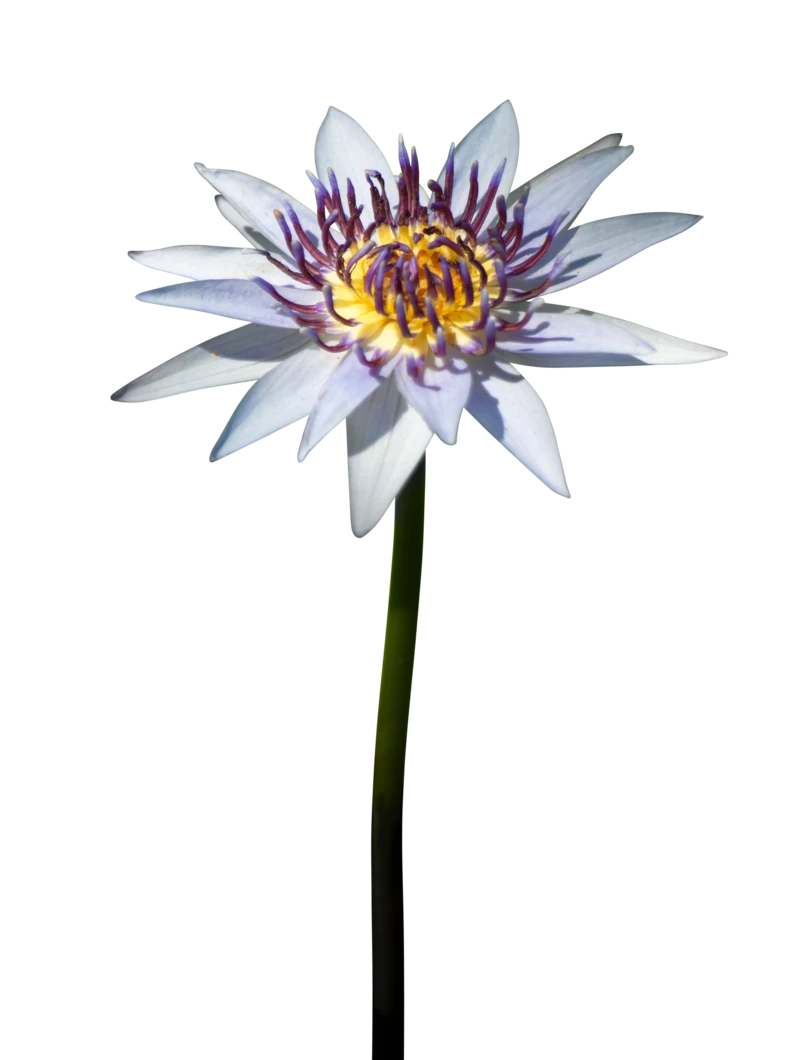 高清彩色透明植物花朵花卉元素贴图PNG透明大图(8)