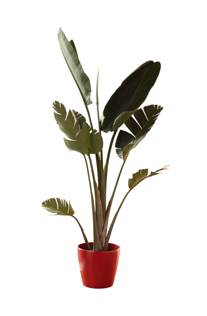仙人掌盆栽绿植蘑菇绿色园艺元素透明大图(8).png图片