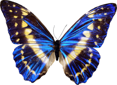 免费昆虫透明元素图 Butterfly蝴蝶PNG图片