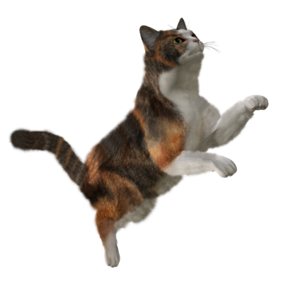 免费高清猫PNG素材 透明猫无背景图