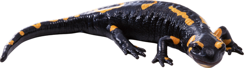 壁虎PNG图片 透明壁虎元素图Gecko