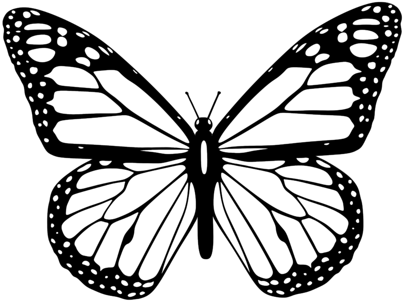 免费透明背景图 飞蛾高清PNG