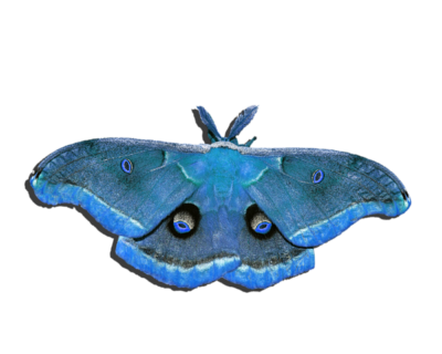 昆虫免抠素材 飞蛾高清透明PNG