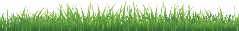 高清草PNG图片 透明草元素图Grass