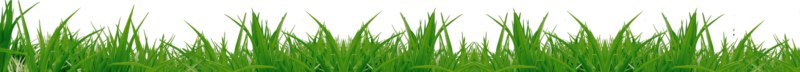 免抠草透明图片 草无底PNG
