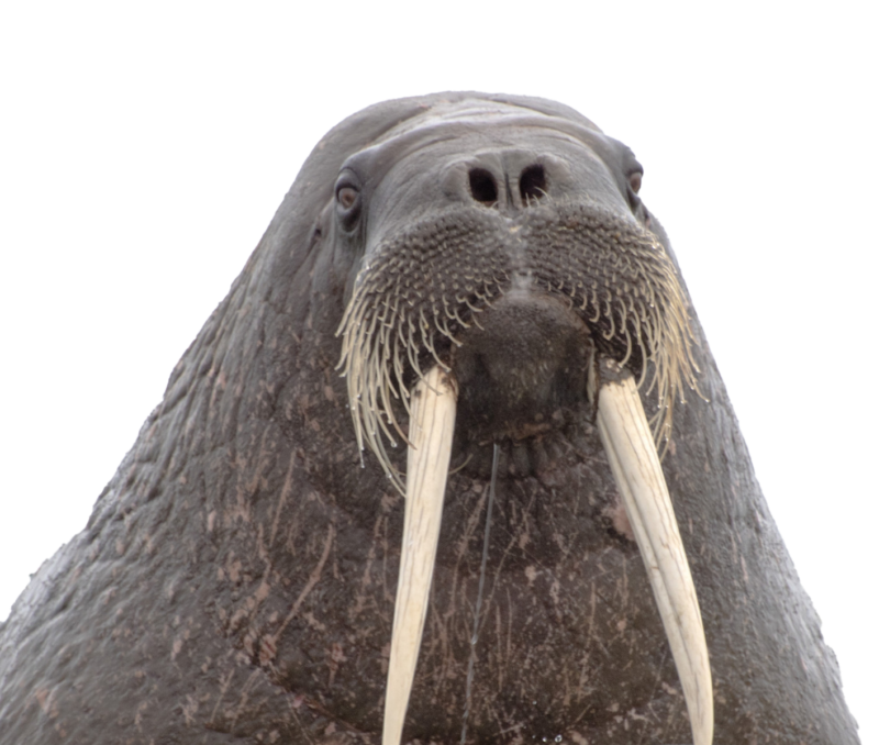 海象PNG图片 透明海象元素图Walrus