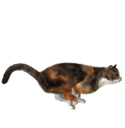 高清透明猫元素图 Cats PNG猫图片