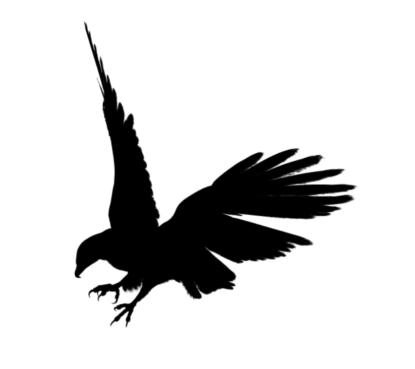 动物PNG透明底图 鹰PNG元素图