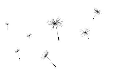 鲜花PNG透明素材库 蒲公英元素图