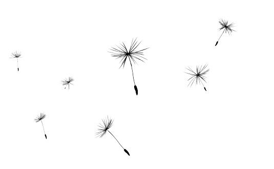 鲜花PNG透明素材库 蒲公英元素图