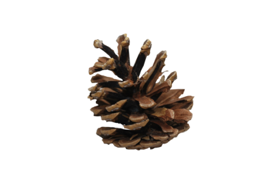 高清透明松果元素图 Pine cone PNG松果图片