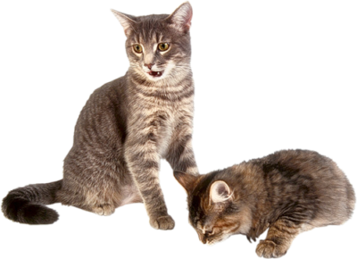 猫无色PNG底图 猫透明素材图