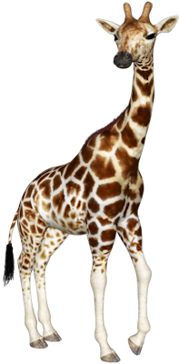 高清透明长颈鹿元素图 Giraffe PNG长颈鹿图片