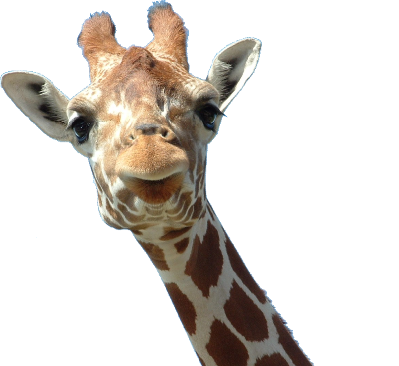 高清透明长颈鹿元素图 Giraffe PNG长颈鹿图片
