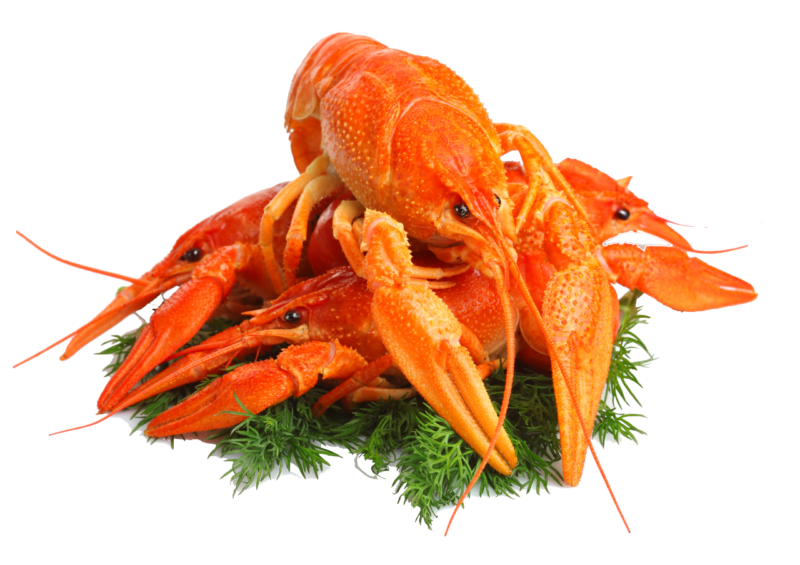 龙虾PNG图片 透明龙虾元素图Lobster