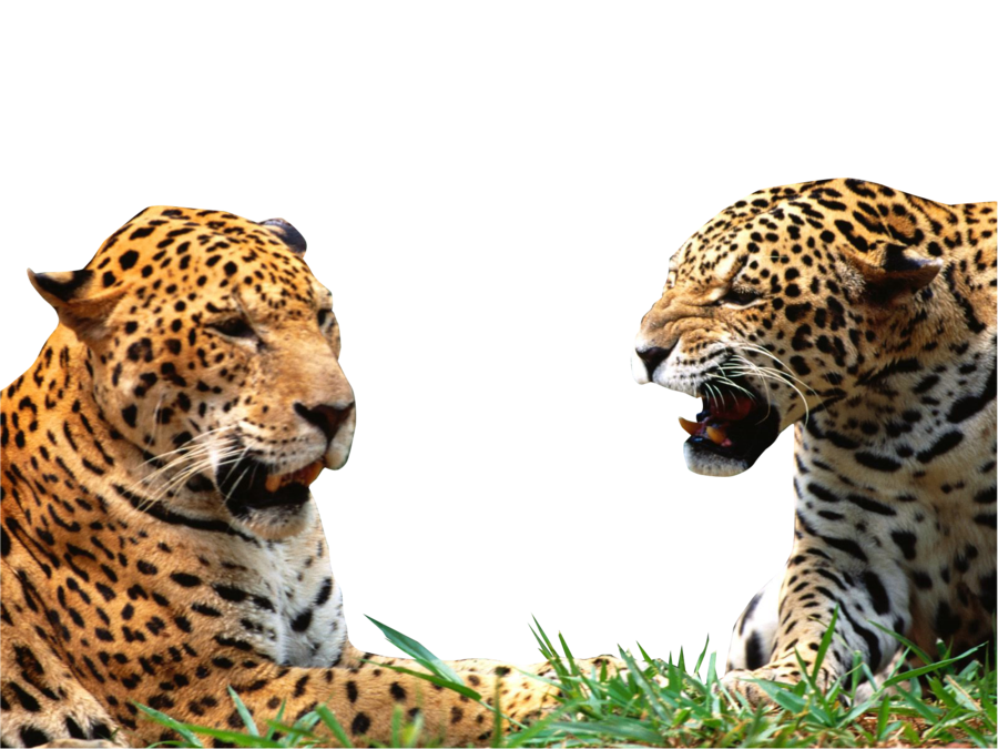 免费动物透明元素图 Leopard豹PNG图片