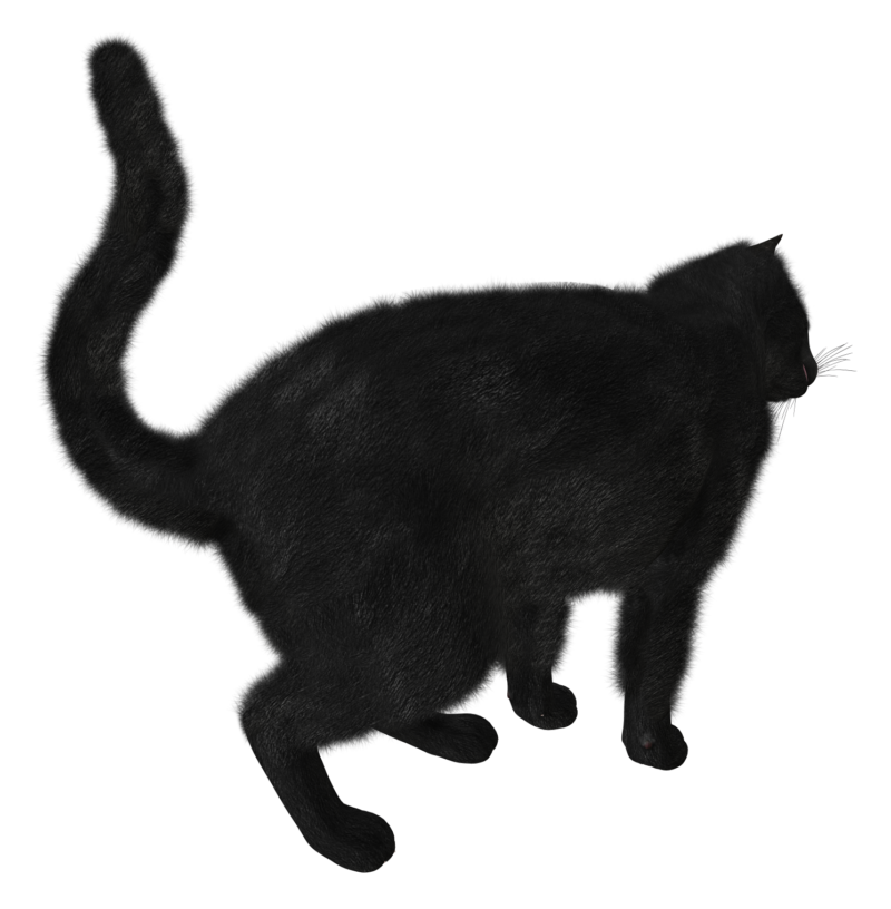 动物无背景图 猫高清透明PNG