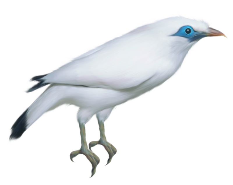 免费透明背景图 鸟高清PNG