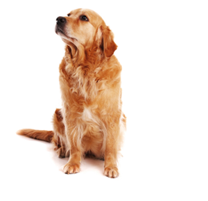 高清透明狗元素图 Dogs PNG狗图片