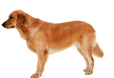 免费动物透明元素图 Dogs狗PNG图片