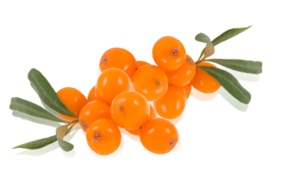 高清沙棘PNG图片 透明沙棘元素图Sea buckthorn