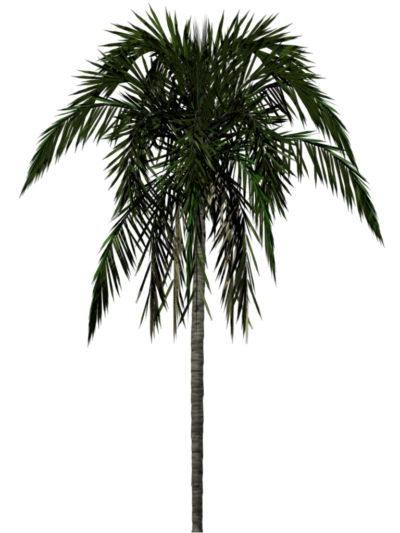 棕榈树PNG图片 透明棕榈树元素图Palm tree