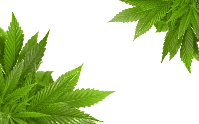 无色透明PNG素材 大麻元素底图