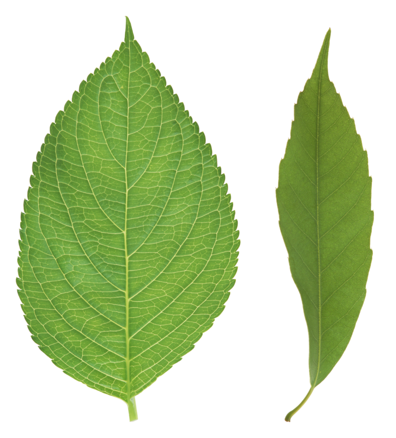 免费自然透明元素图 Green leaves绿叶PNG图片