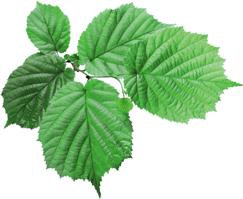 绿叶PNG图片 透明绿叶元素图Green leaves
