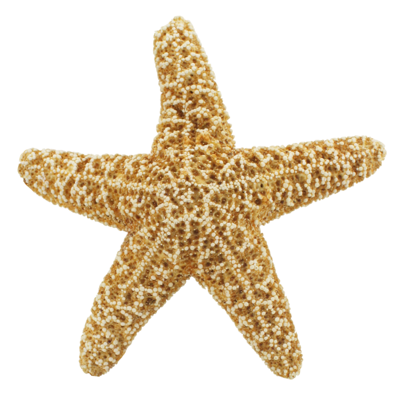 高清透明海星元素图 Starfish PNG海星图片