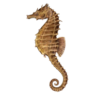 海马PNG图片 透明海马元素图Seahorse