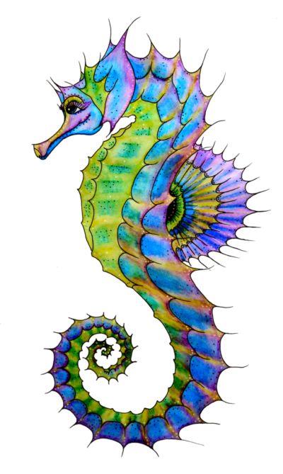 高清海马PNG图片 透明海马元素图Seahorse