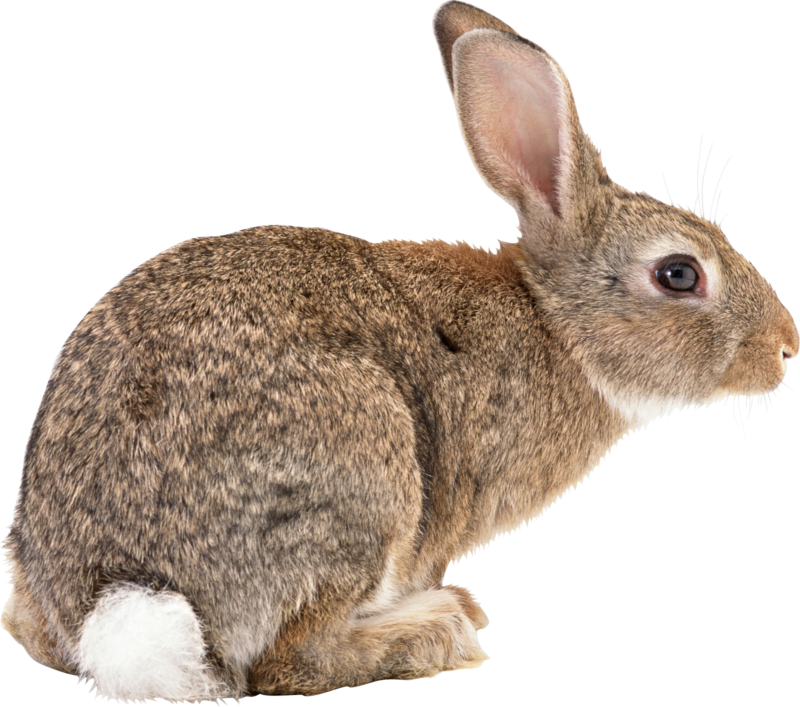 高清透明兔子元素图 Rabbit PNG兔子图片