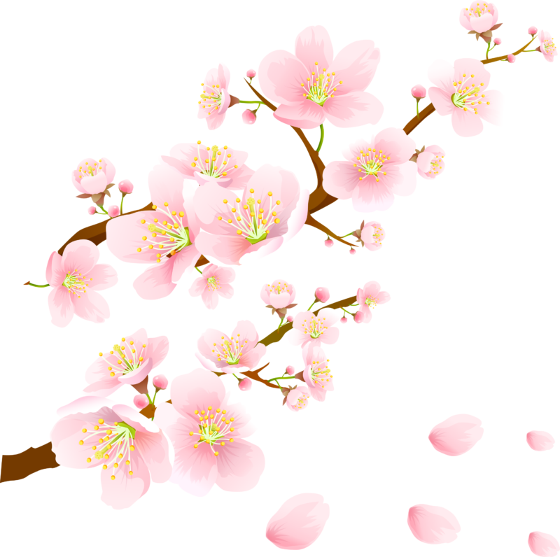 高清小樱透明素材 免费小樱无色底图