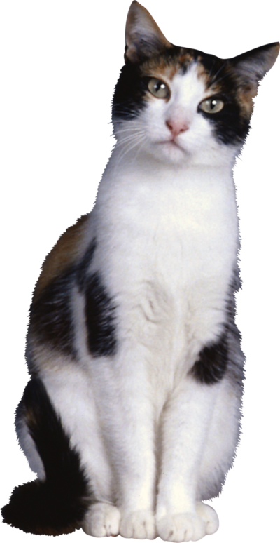 动物高清透明底图 猫PNG素材图片