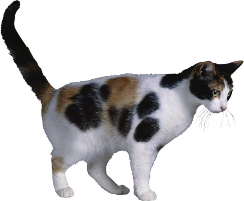 猫透明素材PNG图片 猫元素图