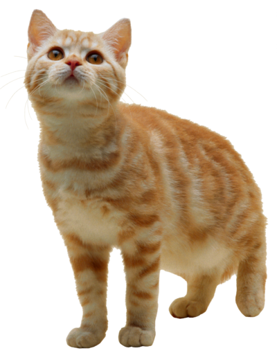 动物PNG素材 透明猫高清图片