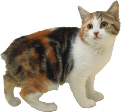动物透明背景图 猫高清PNG素材